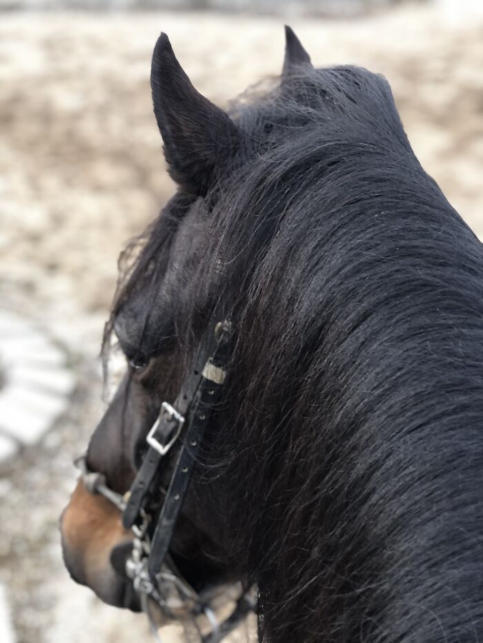 From Goofy To Glorious: 40 Of The Best Pictures I Took Of My Horses From Over The Years