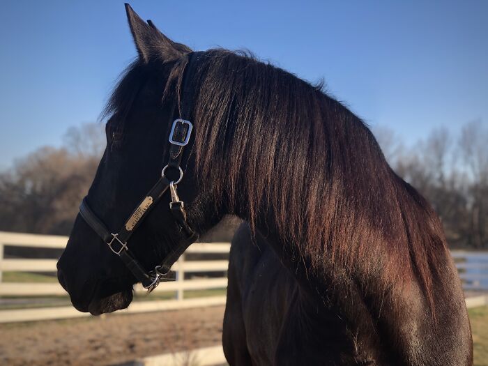 From Goofy To Glorious: 40 Of The Best Pictures I Took Of My Horses From Over The Years