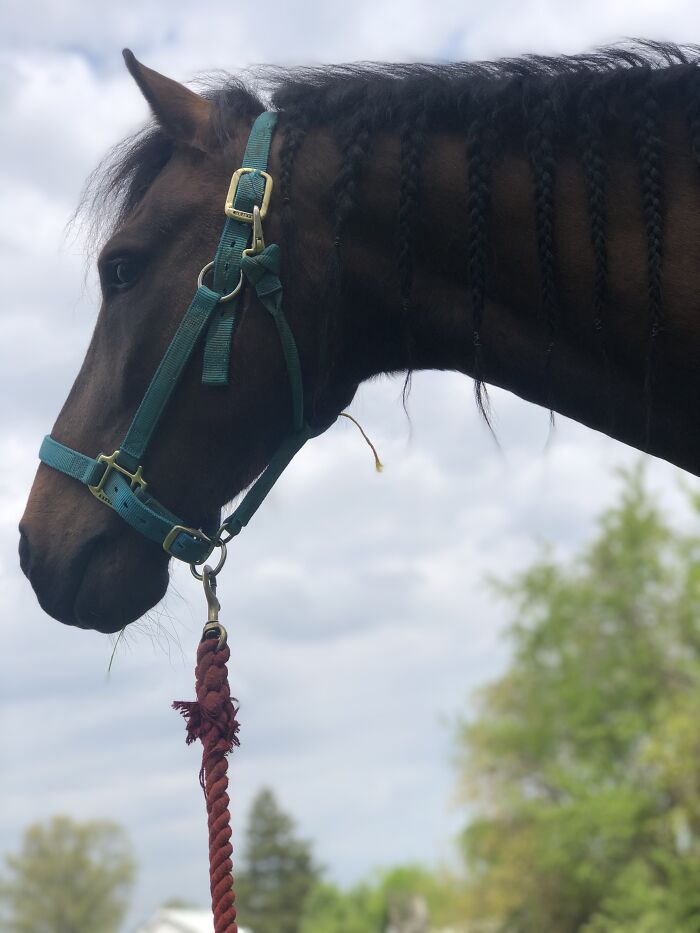 From Goofy To Glorious: 40 Of The Best Pictures I Took Of My Horses From Over The Years