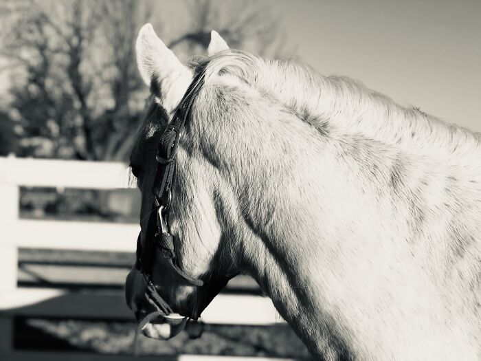 From Goofy To Glorious: 40 Of The Best Pictures I Took Of My Horses From Over The Years