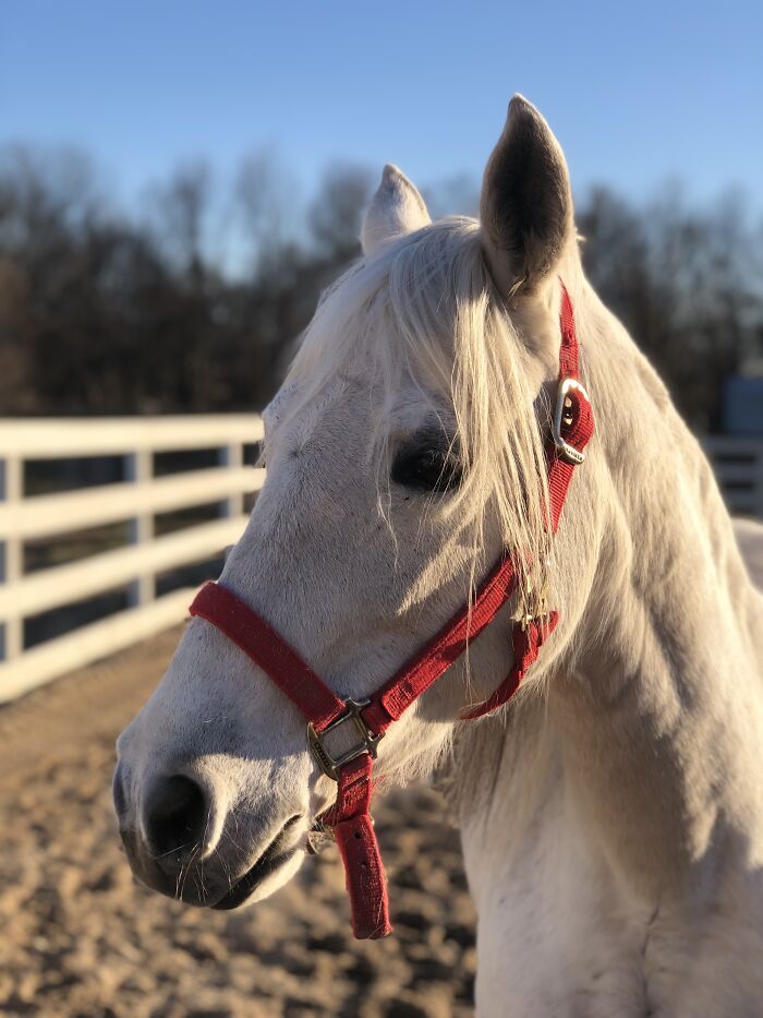 From Goofy To Glorious: 40 Of The Best Pictures I Took Of My Horses From Over The Years