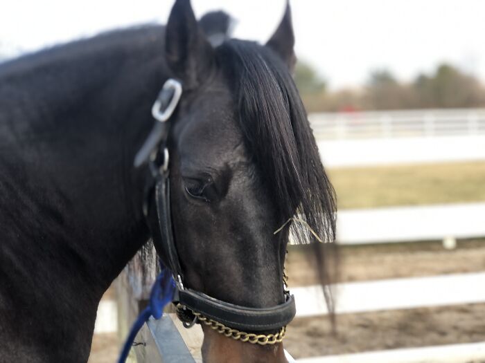 From Goofy To Glorious: 40 Of The Best Pictures I Took Of My Horses From Over The Years