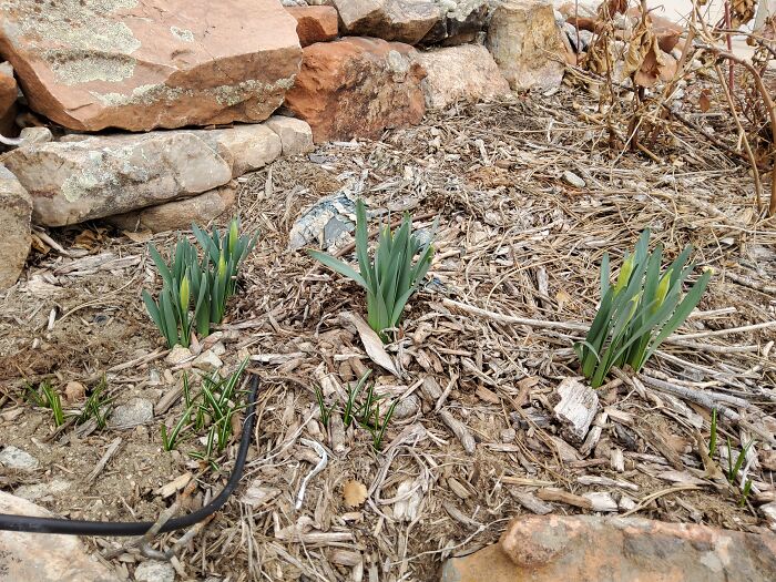 Hey Pandas, Post The First Signs Of Spring (Closed) Hey Pandas, Post The First Signs Of Spring (Closed)