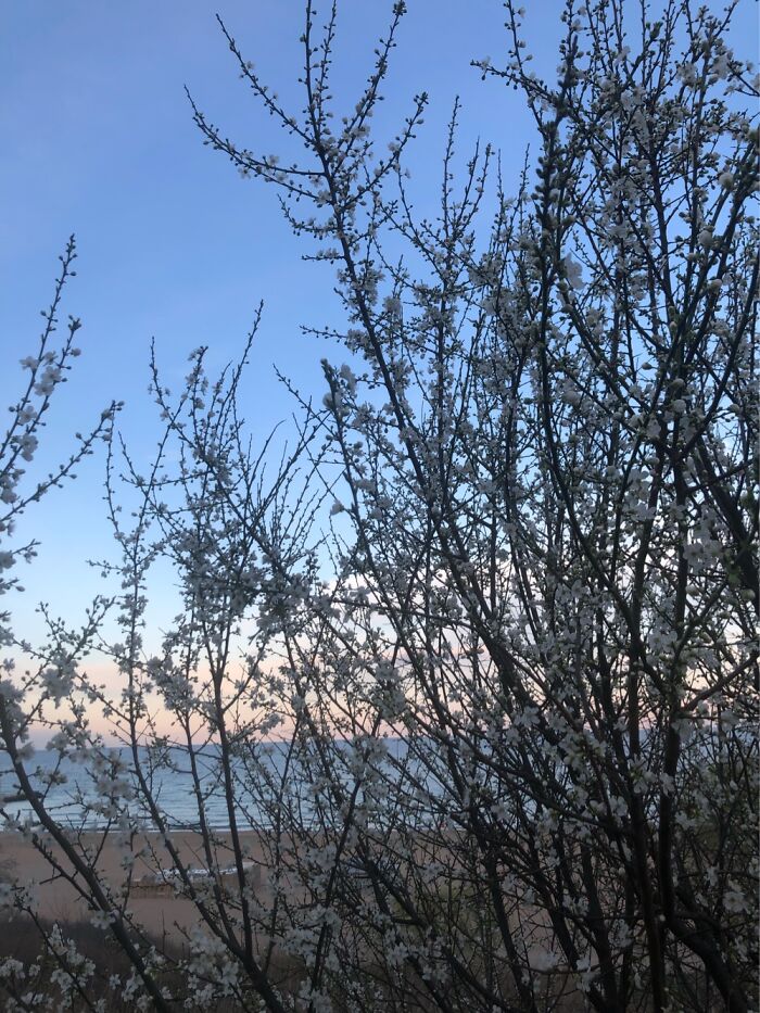 Hey Pandas, Post The First Signs Of Spring (Closed) Hey Pandas, Post The First Signs Of Spring (Closed)