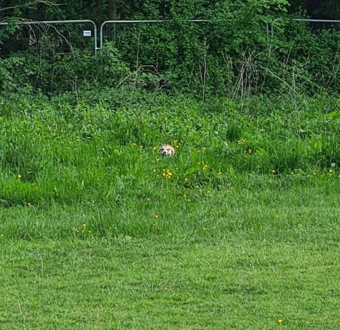 This Online Group Exists To Celebrate The Derpiest Dogs Ever Caught On Camera (50 New Pics) This Online Group Exists To Celebrate The Derpiest Dogs Ever Caught On Camera (50 New Pics)