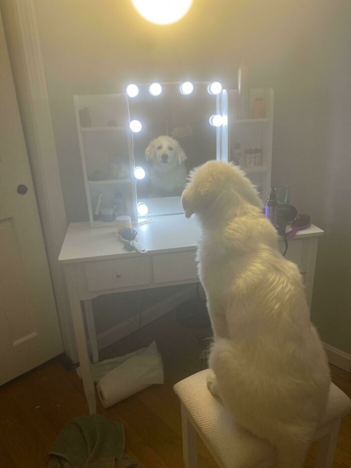 This Online Group Exists To Celebrate The Derpiest Dogs Ever Caught On Camera (50 New Pics) This Online Group Exists To Celebrate The Derpiest Dogs Ever Caught On Camera (50 New Pics)