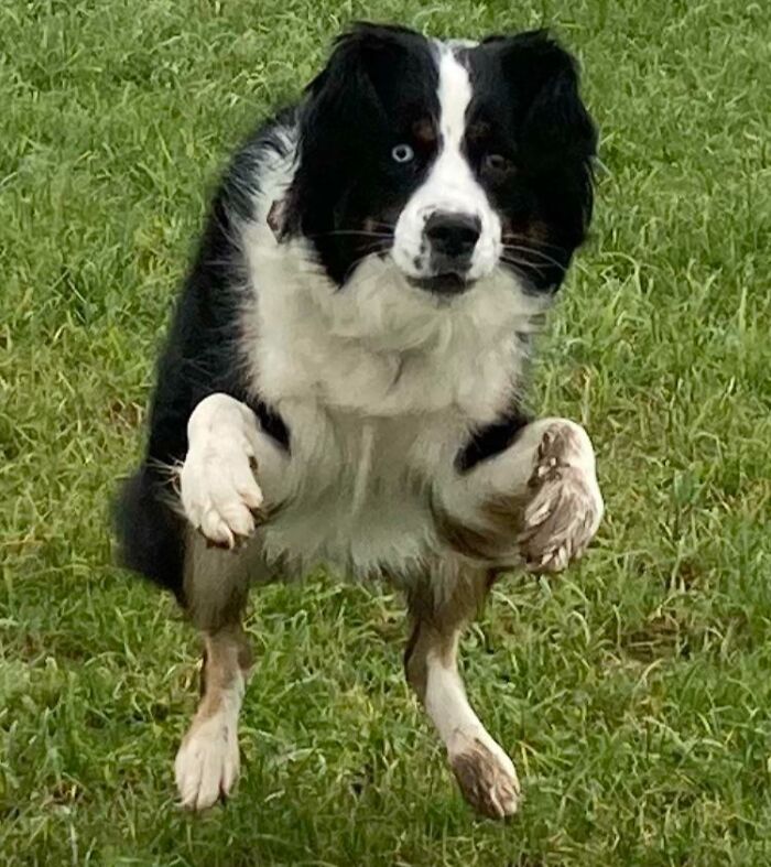 This Online Group Exists To Celebrate The Derpiest Dogs Ever Caught On Camera (50 New Pics) This Online Group Exists To Celebrate The Derpiest Dogs Ever Caught On Camera (50 New Pics)