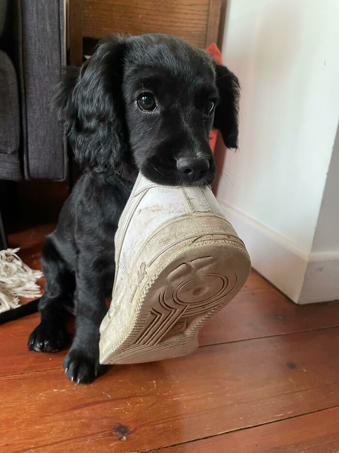 This Online Group Exists To Celebrate The Derpiest Dogs Ever Caught On Camera (50 New Pics) This Online Group Exists To Celebrate The Derpiest Dogs Ever Caught On Camera (50 New Pics)