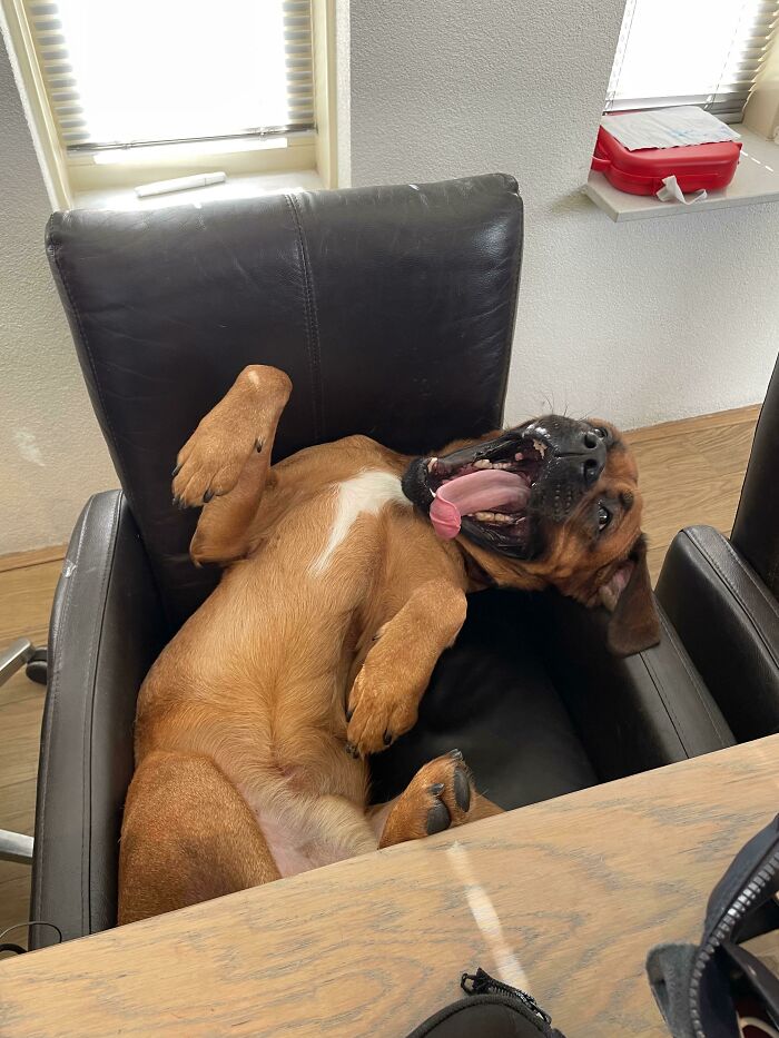 This Online Group Exists To Celebrate The Derpiest Dogs Ever Caught On Camera (50 New Pics) This Online Group Exists To Celebrate The Derpiest Dogs Ever Caught On Camera (50 New Pics)