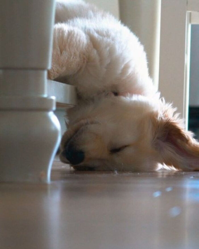 This Online Group Exists To Celebrate The Derpiest Dogs Ever Caught On Camera (50 New Pics) This Online Group Exists To Celebrate The Derpiest Dogs Ever Caught On Camera (50 New Pics)