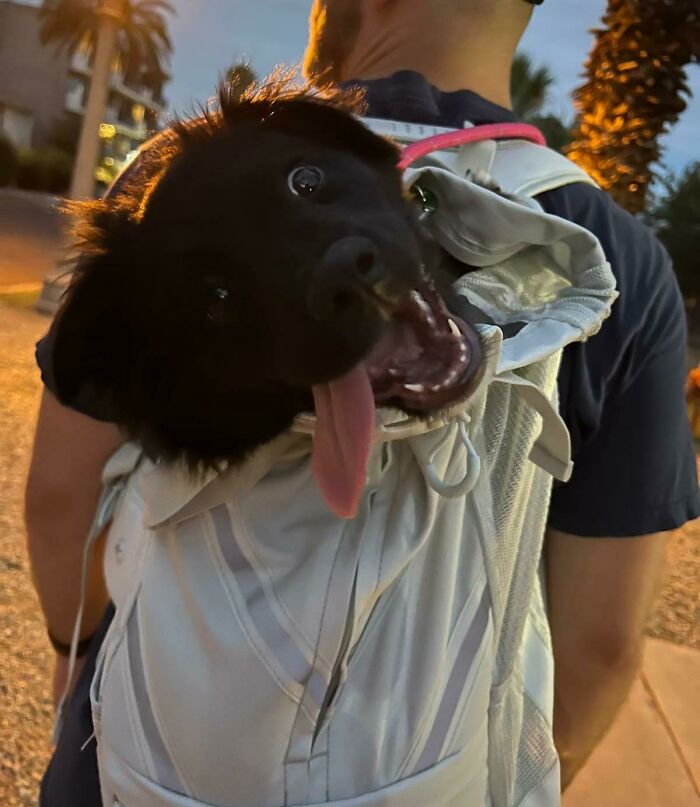 This Online Group Exists To Celebrate The Derpiest Dogs Ever Caught On Camera (50 New Pics) This Online Group Exists To Celebrate The Derpiest Dogs Ever Caught On Camera (50 New Pics)