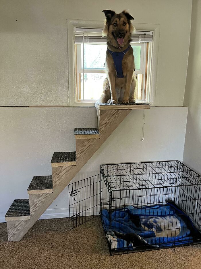 This Online Group Exists To Celebrate The Derpiest Dogs Ever Caught On Camera (50 New Pics) This Online Group Exists To Celebrate The Derpiest Dogs Ever Caught On Camera (50 New Pics)