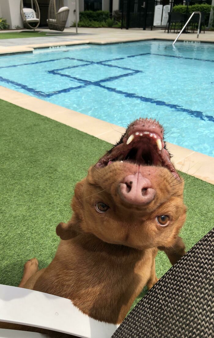 This Online Group Exists To Celebrate The Derpiest Dogs Ever Caught On Camera (50 New Pics) This Online Group Exists To Celebrate The Derpiest Dogs Ever Caught On Camera (50 New Pics)