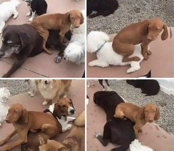 This Online Group Exists To Celebrate The Derpiest Dogs Ever Caught On Camera (50 New Pics) This Online Group Exists To Celebrate The Derpiest Dogs Ever Caught On Camera (50 New Pics)