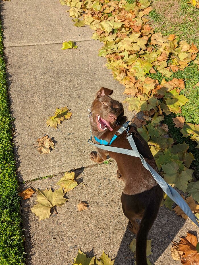 This Online Group Exists To Celebrate The Derpiest Dogs Ever Caught On Camera (50 New Pics) This Online Group Exists To Celebrate The Derpiest Dogs Ever Caught On Camera (50 New Pics)