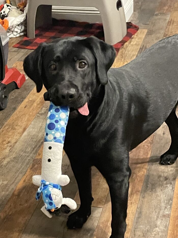 This Online Group Exists To Celebrate The Derpiest Dogs Ever Caught On Camera (50 New Pics) This Online Group Exists To Celebrate The Derpiest Dogs Ever Caught On Camera (50 New Pics)