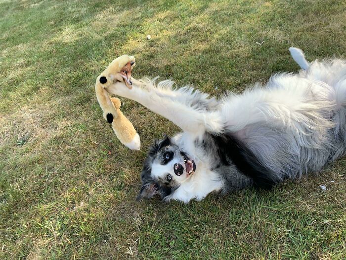 This Online Group Exists To Celebrate The Derpiest Dogs Ever Caught On Camera (50 New Pics) This Online Group Exists To Celebrate The Derpiest Dogs Ever Caught On Camera (50 New Pics)