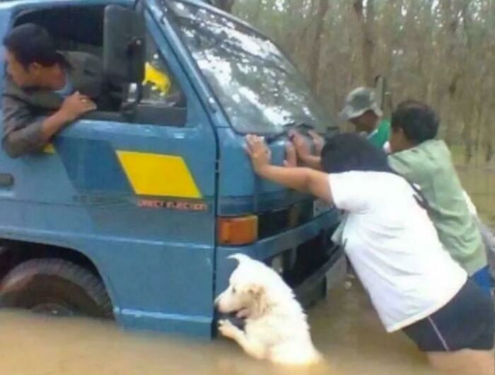 This Online Group Exists To Celebrate The Derpiest Dogs Ever Caught On Camera (50 New Pics) This Online Group Exists To Celebrate The Derpiest Dogs Ever Caught On Camera (50 New Pics)