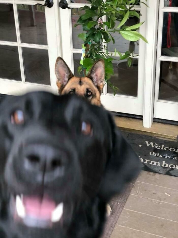 This Online Group Exists To Celebrate The Derpiest Dogs Ever Caught On Camera (50 New Pics) This Online Group Exists To Celebrate The Derpiest Dogs Ever Caught On Camera (50 New Pics)