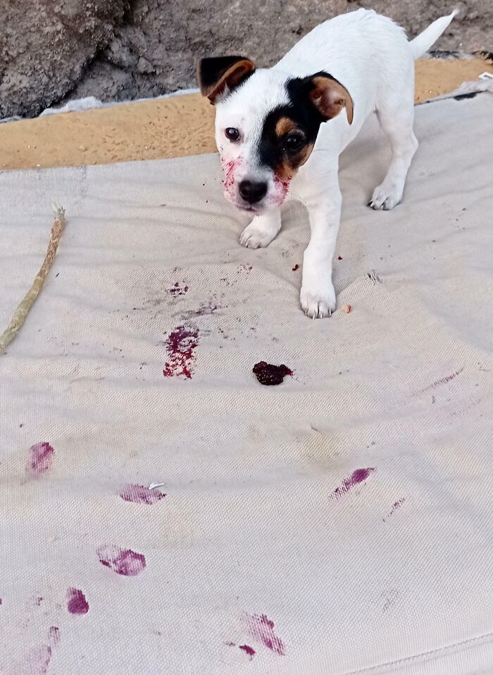 This Online Group Exists To Celebrate The Derpiest Dogs Ever Caught On Camera (50 New Pics) This Online Group Exists To Celebrate The Derpiest Dogs Ever Caught On Camera (50 New Pics)