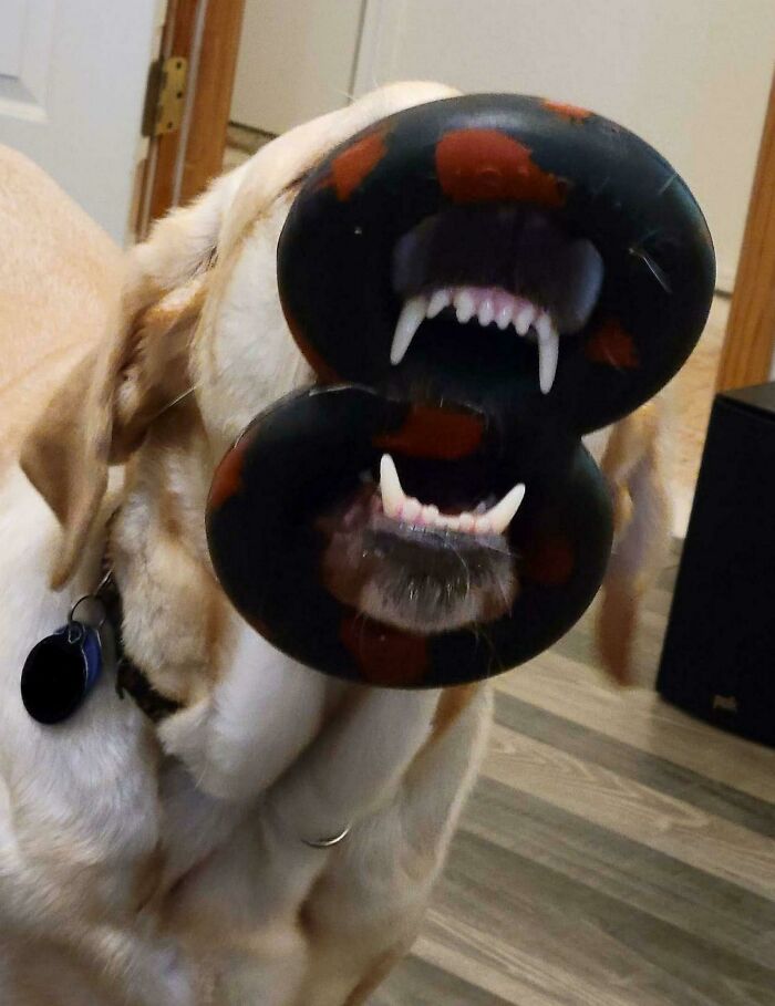 This Online Group Exists To Celebrate The Derpiest Dogs Ever Caught On Camera (50 New Pics) This Online Group Exists To Celebrate The Derpiest Dogs Ever Caught On Camera (50 New Pics)