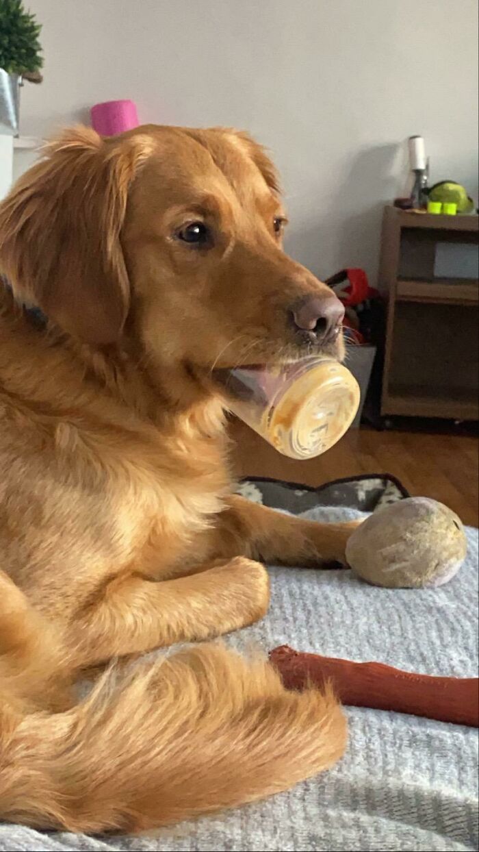 This Online Group Exists To Celebrate The Derpiest Dogs Ever Caught On Camera (50 New Pics) This Online Group Exists To Celebrate The Derpiest Dogs Ever Caught On Camera (50 New Pics)