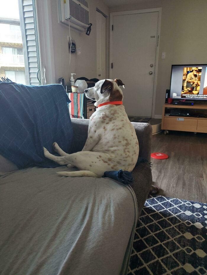 This Online Group Exists To Celebrate The Derpiest Dogs Ever Caught On Camera (50 New Pics) This Online Group Exists To Celebrate The Derpiest Dogs Ever Caught On Camera (50 New Pics)