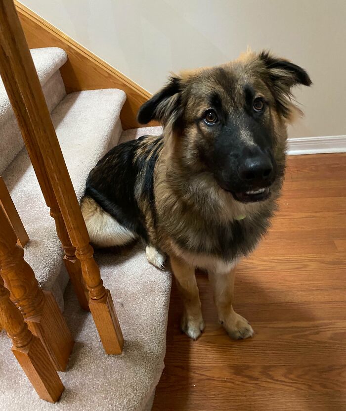 This Online Group Exists To Celebrate The Derpiest Dogs Ever Caught On Camera (50 New Pics) This Online Group Exists To Celebrate The Derpiest Dogs Ever Caught On Camera (50 New Pics)