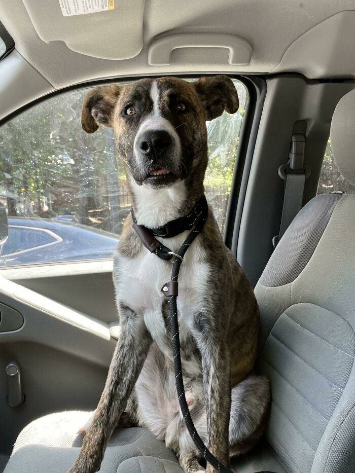 This Online Group Exists To Celebrate The Derpiest Dogs Ever Caught On Camera (50 New Pics) This Online Group Exists To Celebrate The Derpiest Dogs Ever Caught On Camera (50 New Pics)