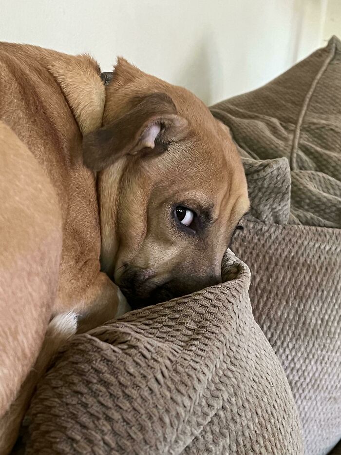 This Online Group Exists To Celebrate The Derpiest Dogs Ever Caught On Camera (50 New Pics) This Online Group Exists To Celebrate The Derpiest Dogs Ever Caught On Camera (50 New Pics)