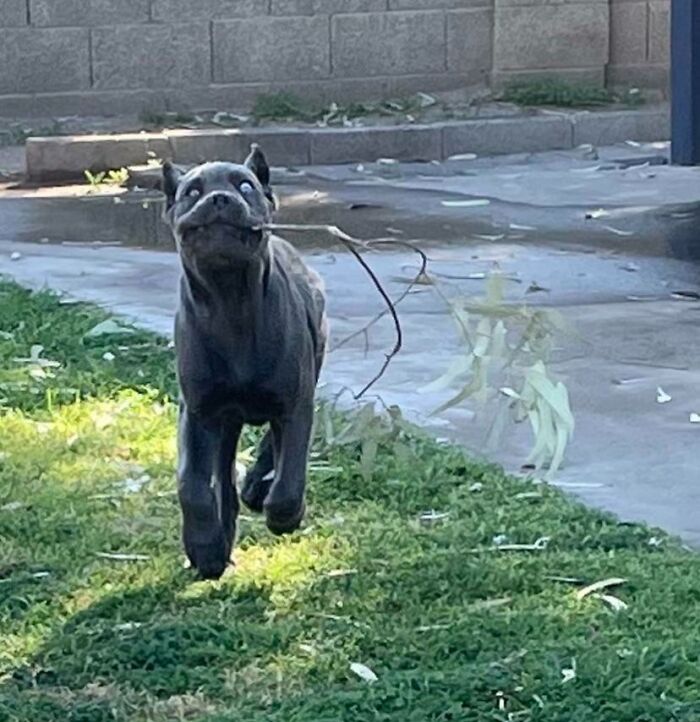 This Online Group Exists To Celebrate The Derpiest Dogs Ever Caught On Camera (50 New Pics) This Online Group Exists To Celebrate The Derpiest Dogs Ever Caught On Camera (50 New Pics)