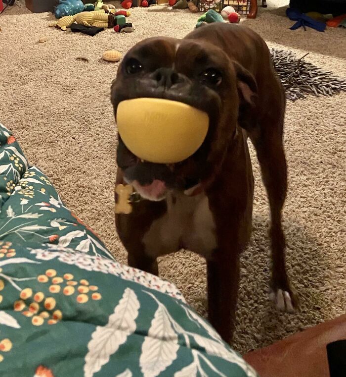 This Online Group Exists To Celebrate The Derpiest Dogs Ever Caught On Camera (50 New Pics) This Online Group Exists To Celebrate The Derpiest Dogs Ever Caught On Camera (50 New Pics)