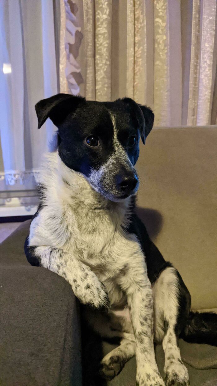 This Online Group Exists To Celebrate The Derpiest Dogs Ever Caught On Camera (50 New Pics) This Online Group Exists To Celebrate The Derpiest Dogs Ever Caught On Camera (50 New Pics)