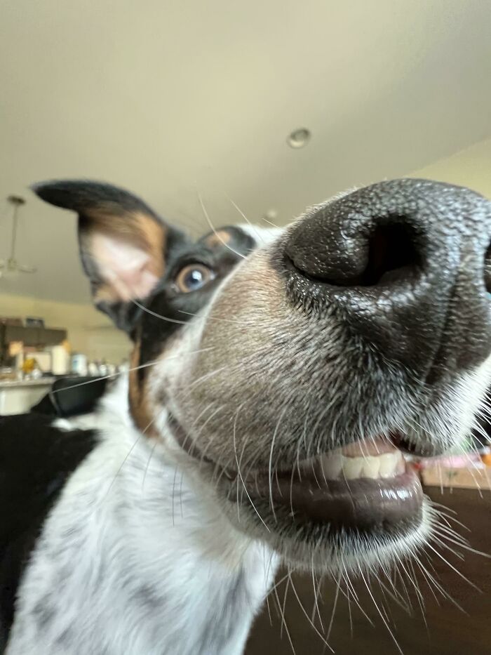 This Online Group Exists To Celebrate The Derpiest Dogs Ever Caught On Camera (50 New Pics) This Online Group Exists To Celebrate The Derpiest Dogs Ever Caught On Camera (50 New Pics)