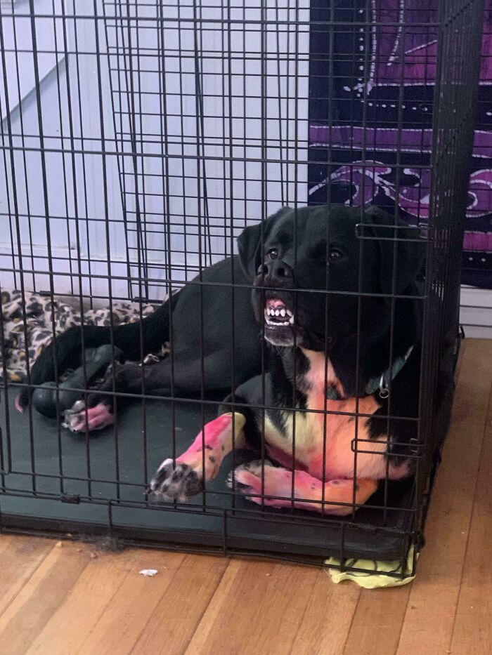 This Online Group Exists To Celebrate The Derpiest Dogs Ever Caught On Camera (50 New Pics) This Online Group Exists To Celebrate The Derpiest Dogs Ever Caught On Camera (50 New Pics)