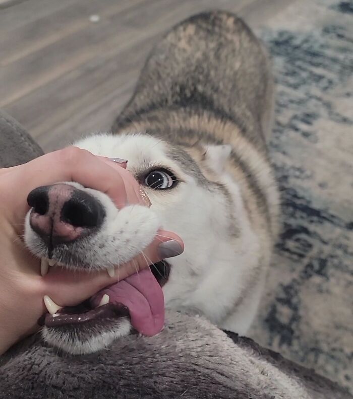 This Online Group Exists To Celebrate The Derpiest Dogs Ever Caught On Camera (50 New Pics) This Online Group Exists To Celebrate The Derpiest Dogs Ever Caught On Camera (50 New Pics)