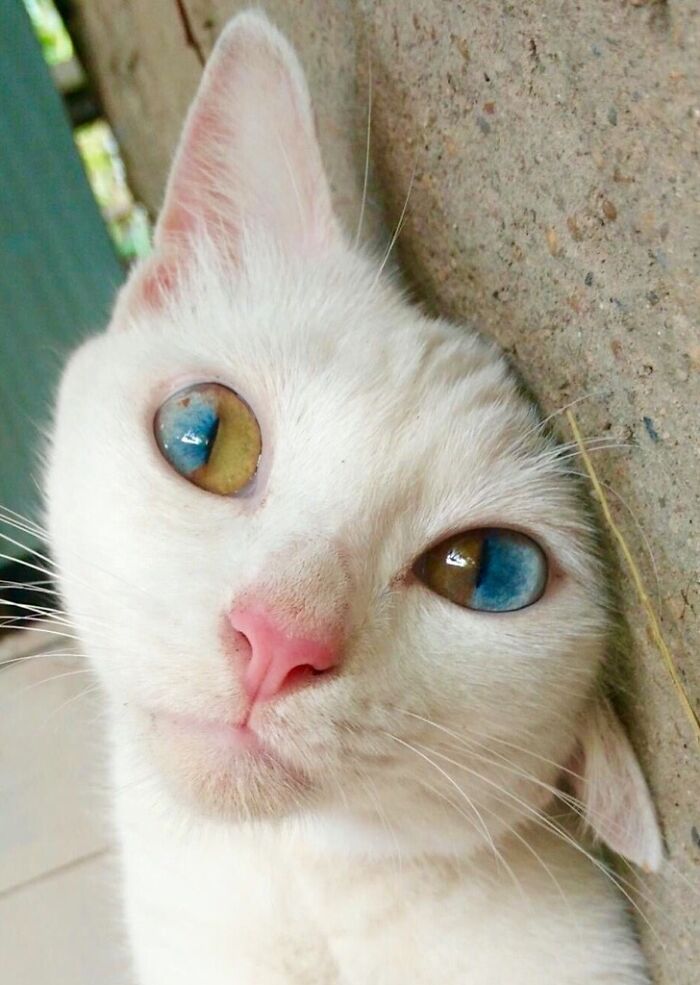 50 Times People Caught Adorable Animals Flashing Their “Disney Eyes” And Just Had To Take A Picture 50 Times People Caught Adorable Animals Flashing Their “Disney Eyes” And Just Had To Take A Picture