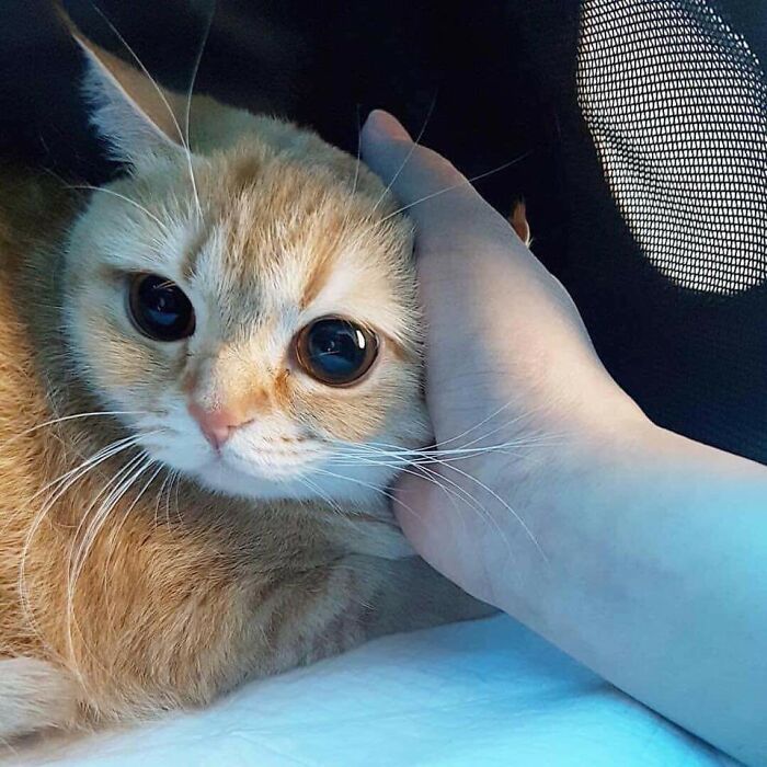 50 Times People Caught Adorable Animals Flashing Their “Disney Eyes” And Just Had To Take A Picture 50 Times People Caught Adorable Animals Flashing Their “Disney Eyes” And Just Had To Take A Picture