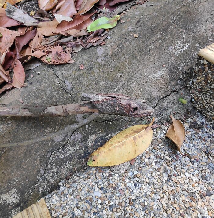 “Scared The Bejesus Out Of Me”: 50 Times People Almost Had A Heart Attack But Took A Second Look (New Pics)