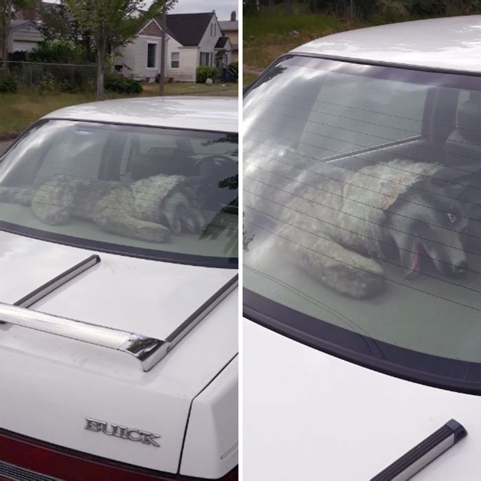 “Scared The Bejesus Out Of Me”: 50 Times People Almost Had A Heart Attack But Took A Second Look (New Pics)