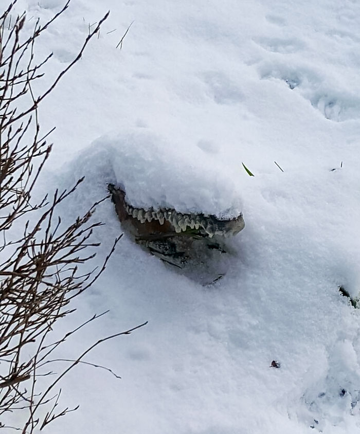 “Scared The Bejesus Out Of Me”: 50 Times People Almost Had A Heart Attack But Took A Second Look (New Pics)