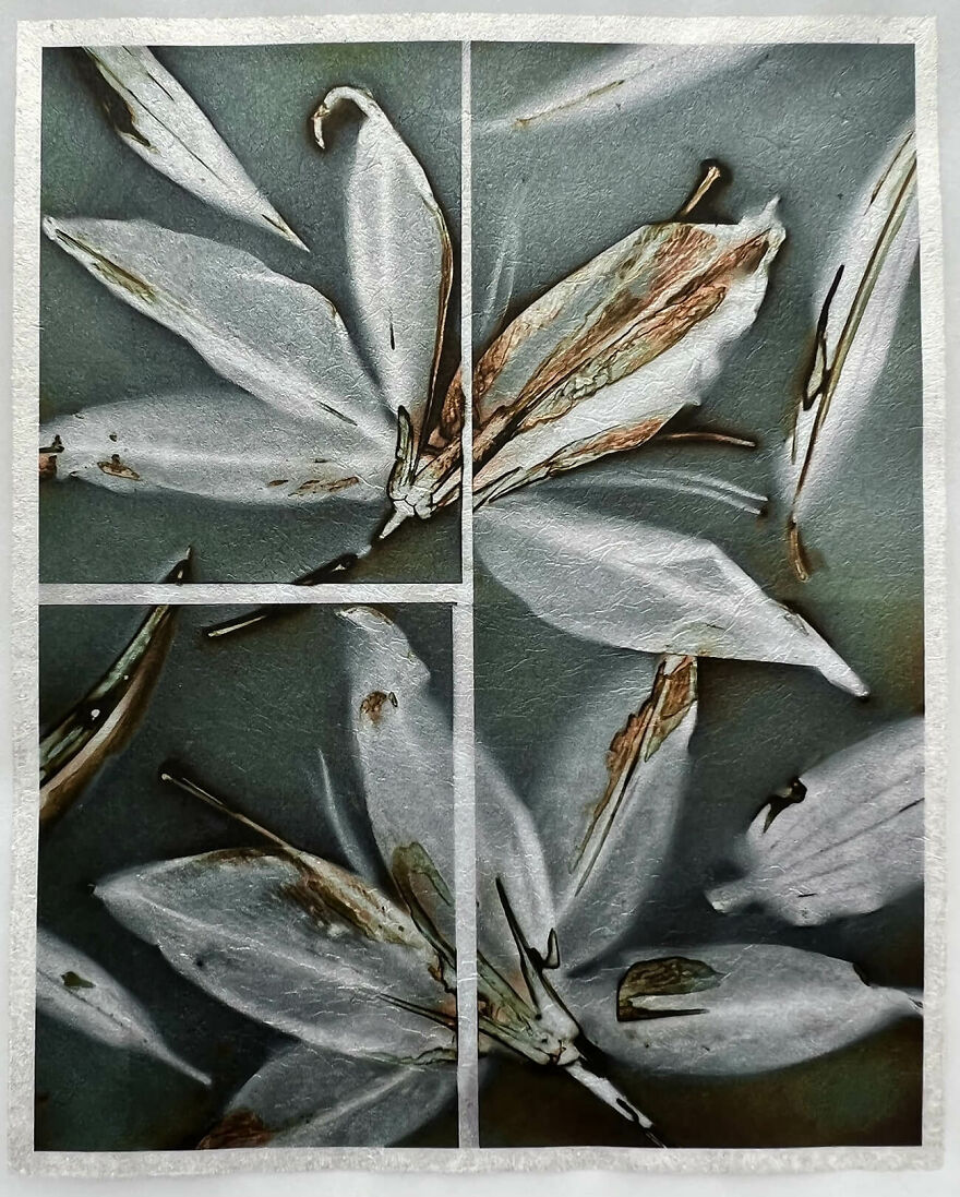 The Winning Photos Of The Contest “Nature” By AAP Magazine Have Just Been Announced, And Here Are The Best 24 Pics The Winning Photos Of The Contest “Nature” By AAP Magazine Have Just Been Announced, And Here Are The Best 24 Pics