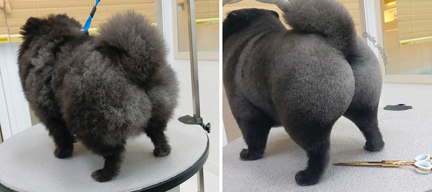 In Korea, A Dog Grooming Salon Goes Viral For ‘Cute’ Styling Transformations Performed On Its Customers (30 Pics) In Korea, A Dog Grooming Salon Goes Viral For ‘Cute’ Styling Transformations Performed On Its Customers (30 Pics)