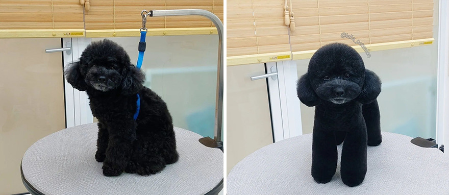 In Korea, A Dog Grooming Salon Goes Viral For ‘Cute’ Styling Transformations Performed On Its Customers (30 Pics) In Korea, A Dog Grooming Salon Goes Viral For ‘Cute’ Styling Transformations Performed On Its Customers (30 Pics)