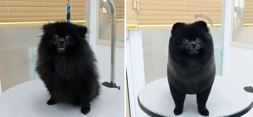 In Korea, A Dog Grooming Salon Goes Viral For ‘Cute’ Styling Transformations Performed On Its Customers (30 Pics) In Korea, A Dog Grooming Salon Goes Viral For ‘Cute’ Styling Transformations Performed On Its Customers (30 Pics)