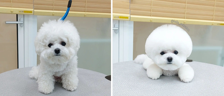 In Korea, A Dog Grooming Salon Goes Viral For ‘Cute’ Styling Transformations Performed On Its Customers (30 Pics) In Korea, A Dog Grooming Salon Goes Viral For ‘Cute’ Styling Transformations Performed On Its Customers (30 Pics)