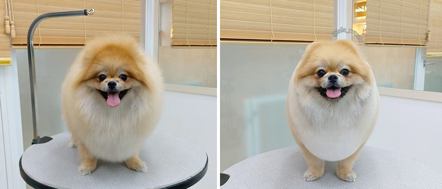 In Korea, A Dog Grooming Salon Goes Viral For ‘Cute’ Styling Transformations Performed On Its Customers (30 Pics) In Korea, A Dog Grooming Salon Goes Viral For ‘Cute’ Styling Transformations Performed On Its Customers (30 Pics)