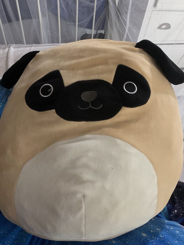 Hey Pandas, Who Has The Most Squishmellows? (Closed)