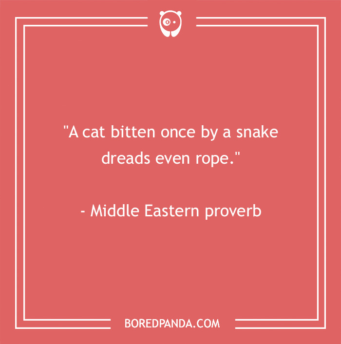 105 Cat Quotes Every Feline Fan Will Like 105 Cat Quotes Every Feline Fan Will Like