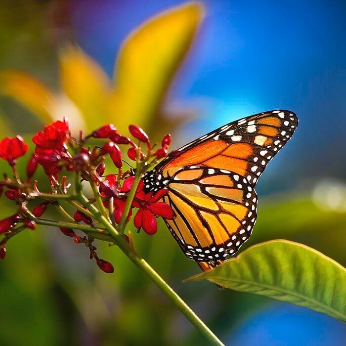 “An Amazing World Right Under Your Nose”: 24 Pictures Of Nature That I Took With A Macro Lens “An Amazing World Right Under Your Nose”: 24 Pictures Of Nature That I Took With A Macro Lens